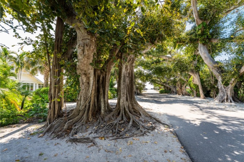 Boca Grande Tree